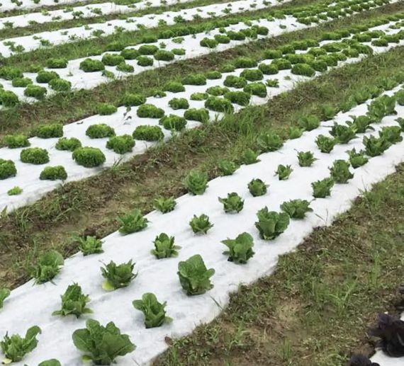 Агроволокно Shadow 50 г/м², 1,6х100 м, з перфорацією (3 отвори), чорно-біле (АВЧБП0003) | Зображення 5