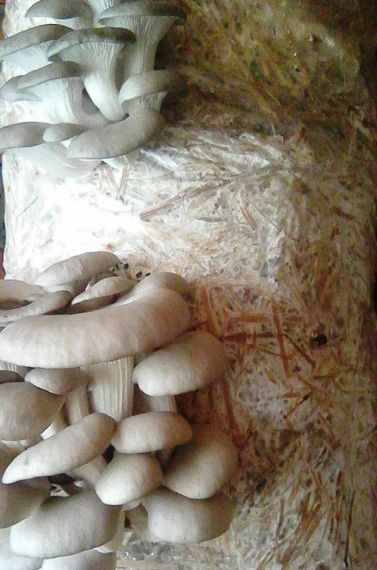 Грибний блок глива SN-010015 - 8 кг | Зображення 1