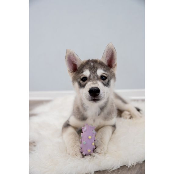 Іграшка Trixie для цуценят Кільце Junior латекс 8 см | Зображення 8