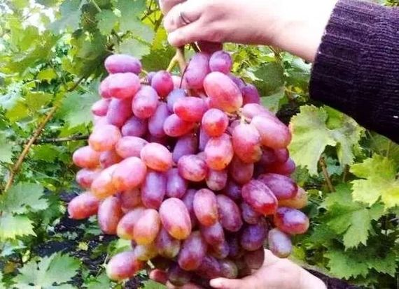 Виноград жовто-рожевий Шафрановий ранок