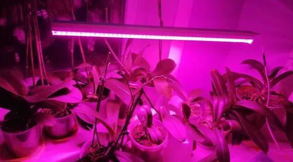 Фитолампа для растений 9W G13 Т8 Fito GROW (Red: Blue = 5:1) 220V | Зображення 2