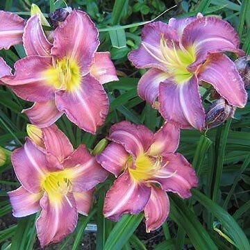 Лілейник Chicago Jewel (саджанці)