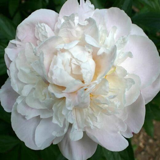 Півонія трав'яниста "Gardenia" (кореневище) | Зображення 1