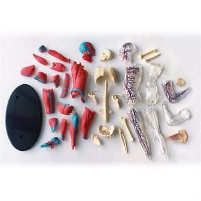 Набор для экспериментов EDU-Toys Модель мышц и скелета человека сборная, 19 см (SK056) | Зображення 2
