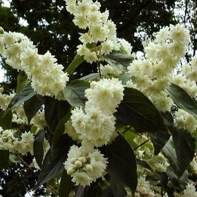 Дейція Scabra (саджанці)