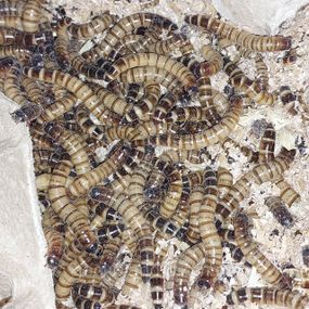 Зофобас, Zophobas morio 50шт