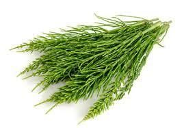 Хвощ польовий, 1кг.