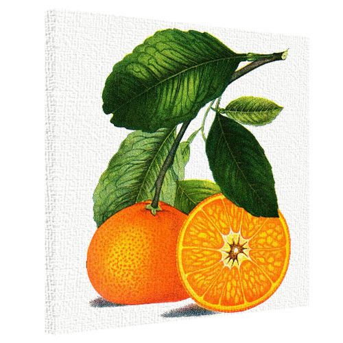 Картина на холсте Мандаринка 50x50 см (H5050_15NG004)