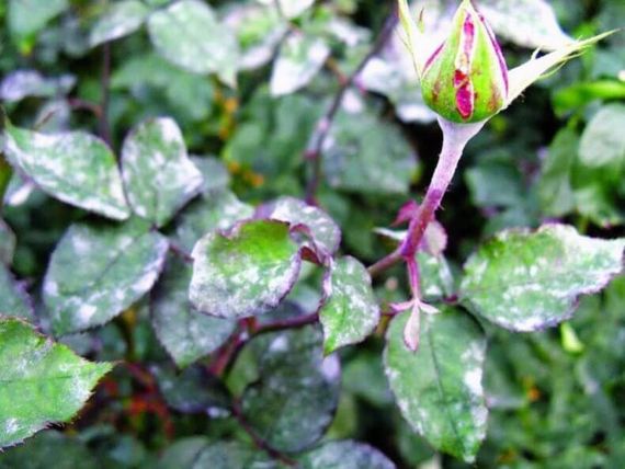 Фунгіцид Фундазол 10 г | Зображення 1