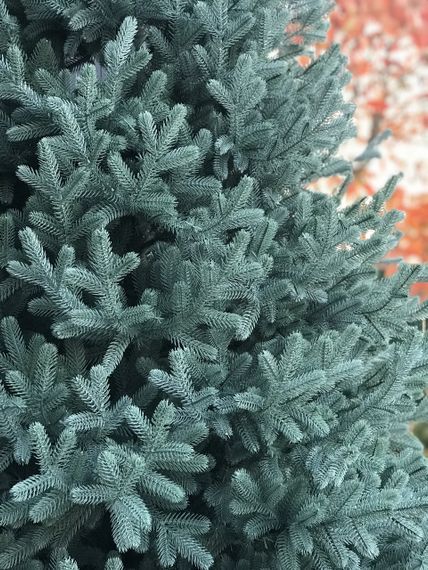 Ёлка Super Traditional литая пышная 220 см голубая | Зображення 1