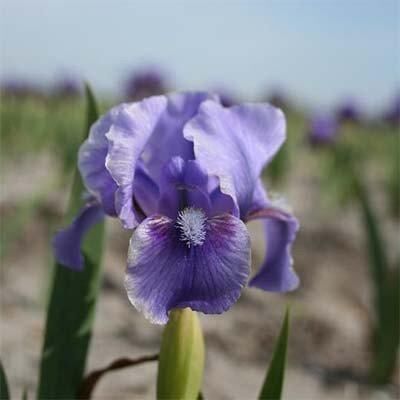 Ірис Pumila Banburry Ruffles (кореневища)