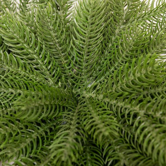 Новорічна хвойна гірлянда лита зелена Північна зірка 60*35 см TD-NSTGR1 | Зображення 5