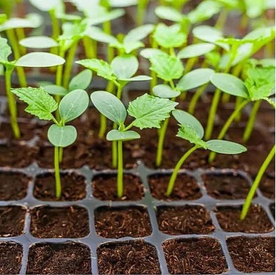 Касета для розсади пластикова з піддоном на 35 комірок | Зображення 1