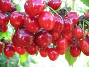 Черешня "Аннашка"
