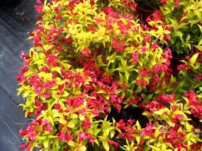 Вейгела "Aurea" (Weigela Florida)
