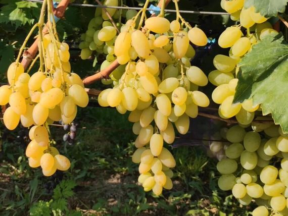 Виноград Біла Акація (ранній)