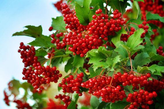 Добриво-підкислювач Майстер Флорколор 25 г | Зображення 5