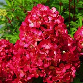 Гортензія Diamant Rouge (саджанці)