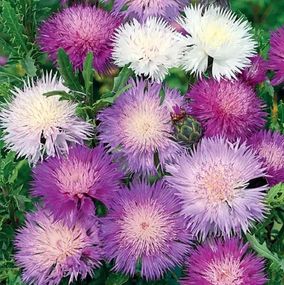 Насіння Волошка мускусна 0,5 г (Насіння країни)