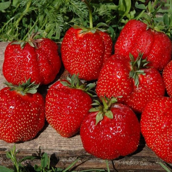Саджанці великоплідної полуниця Гігантела Максі (ВКС) 5 шт.