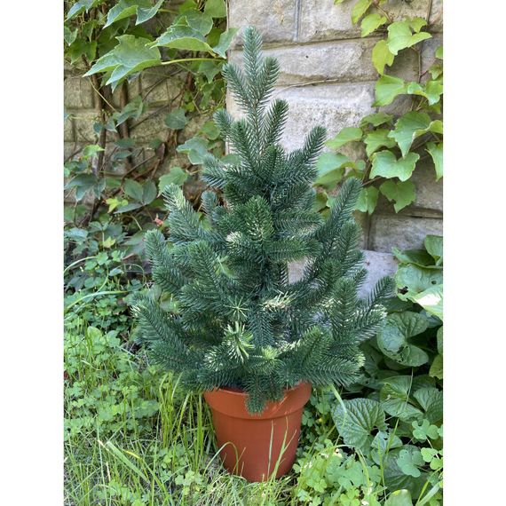Ёлка Traditional литая в горшке 50 см зелёная новинка | Зображення 7