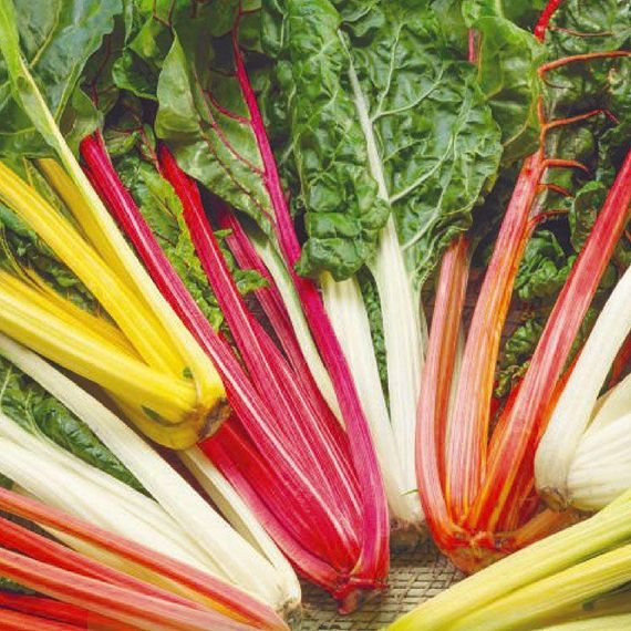 Насіння Мангольд Весняна веселка 3г GL Seeds | Зображення 1