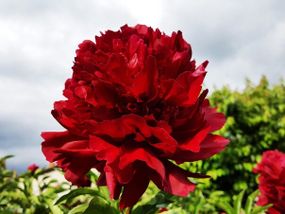 Півонія Big Red Boomer Sooner (кореневища)