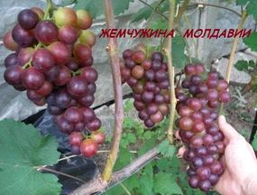 Саджанці винограду Перлиналада Молді