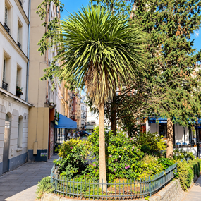 Кордилина южная Cordyline australis — новозеландское декоративное пальмообразное растение для сада, террасы и ландшафтного дизайна