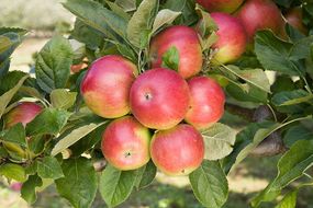 Яблуня Айдаред