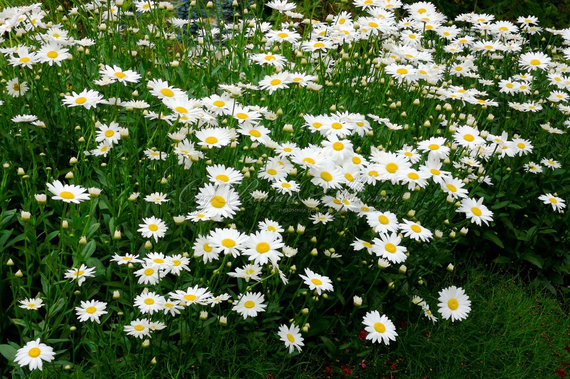 Насіння Ромашка 0,2 г (Насіння країни) | Зображення 2