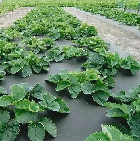 Агроволокно Shadow з перфорацією 2 отвори 90 г/м² 1,07 x 50 м (АВЧПР0003) | Зображення 4