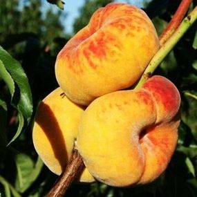 Персик інжирний Бельмондо (середній)