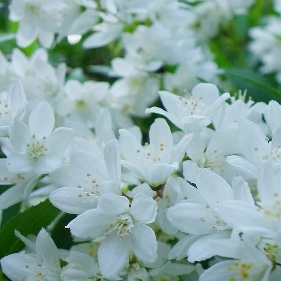 Дейція Gracilis (саджанці) | Зображення 1