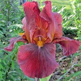 Ірис Red Zinger (кореневища)