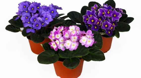 Горщик Фіалка 0,7 л із системою прикореневого поливу фіолетовий | Зображення 1