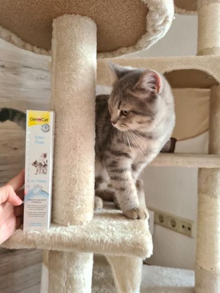 Мультивітамінна паста для зміцнення імунітету у кошенят GimCat Kitten Paste, 50 гр | Зображення 4