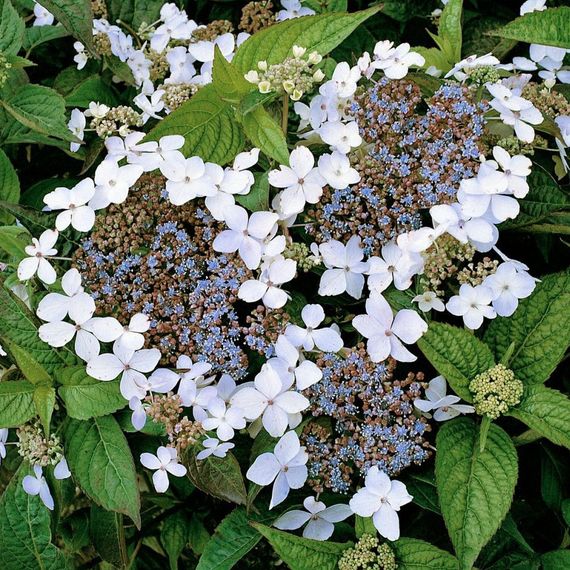 Гортензія Lanarth White (сажінці)