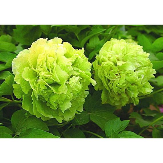 Півонія Pea Green Dou Lu деревоподібна (саджанці)