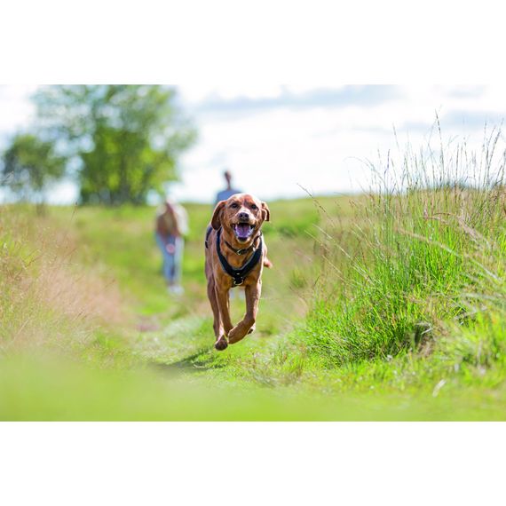 Шлея Trixie Преміум трекінгова M–L 62–74 см х 25 мм чорний-графіт | Зображення 1