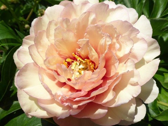 Півонія Канарі Діамантс (Paeonia Canary Brilliants) (кореневище) | Зображення 1