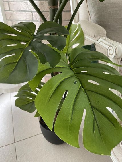Монстера штучна 115 см у горщику | Зображення 3