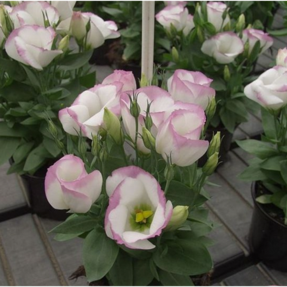 Еустома Сапфір Gl Seeds  рожевий серпанок F1 5 шт | Зображення 1