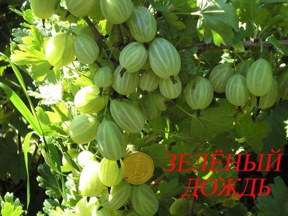 Аґрус Зелений дощ