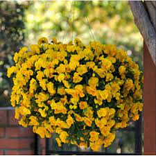 Насіння Віола ампельна 10 шт. (Насіння країни) | Зображення 2