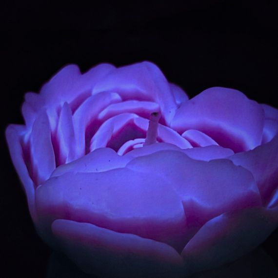 Cвiчка люмінісцентна низькотемпературна GlowKink фіолетова, М Sex Aura | Зображення 2