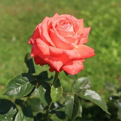 Троянда Köningin der Rosen (саджанці) | Зображення 3
