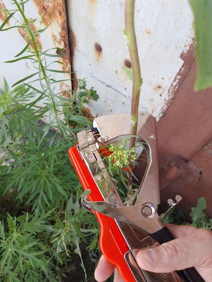 Набір для підв'язки винограду тапенер Tapetool Тайвань | Зображення 7