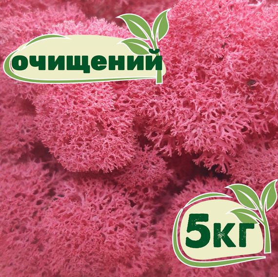 Очищенный стабилизированный мох ягель Nordic moss Цикламен 5 кг