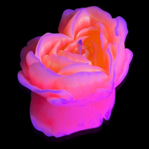 Cвiчка люмінісцентна низькотемпературна GlowKink персикова, М Sex Aura | Зображення 2